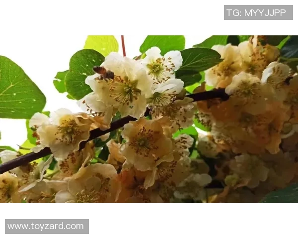 西安排球队意识提升之路：聚焦排球战术与团队协作的重要性